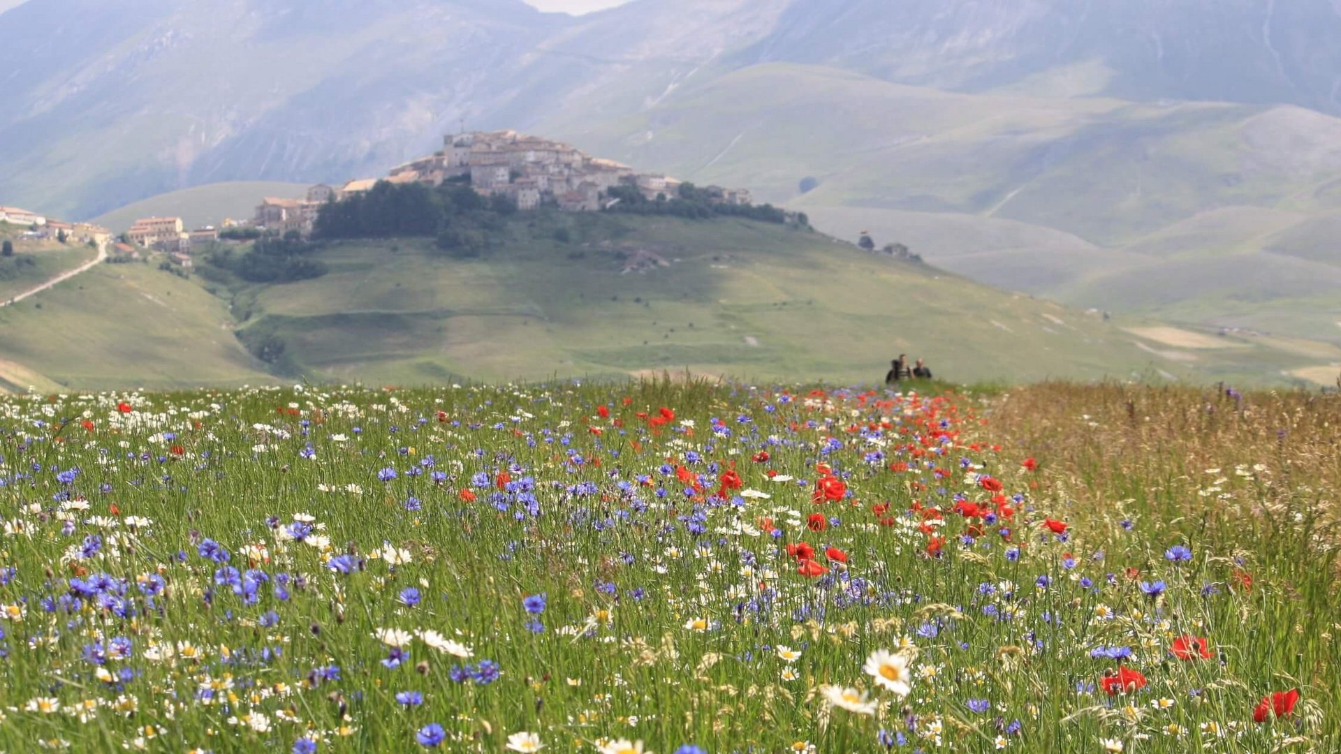 Basilica of Saint Francis of Assisi Wildflower field with village on hill and mountains in the background